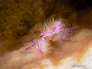 Purple Spikes - this little hairy squat lobster was playi... by Robin Bateman 